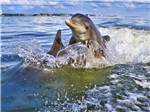 A baby dolphin on his moms back nearby at LEVY COUNTY VISITORS BUREAU - thumbnail