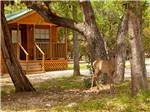 Deer at cabin with deck at THOUSAND TRAILS MEDINA LAKE - thumbnail