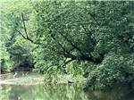 Trees falling into the creek at WILLS CREEK RV PARK - thumbnail