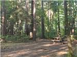 Campsite in woods with picnic table at COOL-LEA CAMP - thumbnail