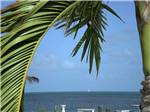 Looking at the ocean thru a palm tree at GRASSY KEY RV PARK AND RESORT - thumbnail