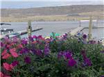 Beautiful flowers with Banks Lake in the distance at COULEE PLAYLAND - thumbnail