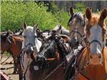 A group of horses in tack at WINDING RIVER RESORT - thumbnail