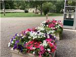 Flower containers with colorful blooms at CAMPGROUND ST REGIS - thumbnail