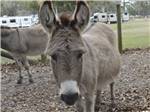 Burros in fenced area at TRAVELERS CAMPGROUND - thumbnail