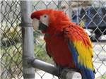 Colorful parrot at TRAVELERS CAMPGROUND - thumbnail
