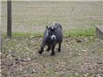 A goat in a fenced area at TRAVELERS CAMPGROUND - thumbnail