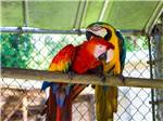 Two colorful Macaw parrots at TRAVELERS CAMPGROUND - thumbnail