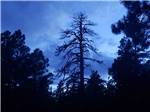 A silhouette of a tree at FLAGSTAFF RV PARK - thumbnail