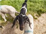 Goats at CHRIS' CAMP & RV PARK - thumbnail