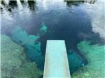 A look down into the pond at FLORIDA CAVERNS RV RESORT AT MERRITT'S MILL POND - thumbnail