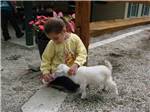 A little girl feeding a goat at HIDDEN ACRES FAMILY CAMPGROUND - thumbnail