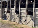 Horses at nearby stables at ARTILLERY RIDGE CAMPING RESORT & GETTYSBURG HORSE PARK - thumbnail