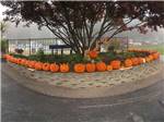 A bunch of pumpkins sitting on a wall at SEA-VU CAMPGROUND - thumbnail