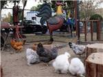 Chickens at petting zoo at SAC-WEST RV PARK AND CAMPGROUND - thumbnail