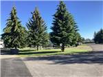 Three tall pine trees near the road at ROCKY MOUNTAIN 'HI' RV PARK AND CAMPGROUND - thumbnail