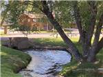 A view of the stream near a large tree at ROCKY MOUNTAIN 'HI' RV PARK AND CAMPGROUND - thumbnail