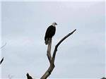 An eagle sitting on a branch at LAKE ISABELLA RV RESORT - thumbnail