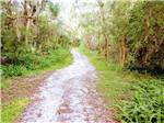 Trail in the moss covered woods at SANLAN RV & GOLF RESORT - thumbnail