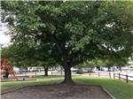 Large shady tree near the playground at DALLAS NE CAMPGROUND - thumbnail
