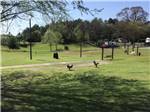 The grassy playground area at PERRY PONDEROSA PARK - thumbnail