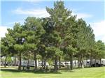 RV sites with tall pine trees and grass at ANDERSON CAMP - thumbnail