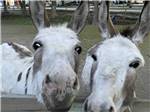 Two donkeys looking over the fence at TERRE HAUTE CAMPGROUND - thumbnail