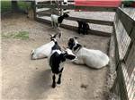 Some of the goats relaxing at TERRE HAUTE CAMPGROUND - thumbnail