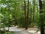 Tree-lined paths to campsites at LAKE GEORGE CAMPING VILLAGE - thumbnail