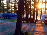 Late afternoon sun through the trees at WASSAMKI SPRINGS CAMPGROUND - thumbnail