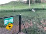A dog in the dog park at MOUNTAIN VIEW RV PARK & CAMPGROUND - thumbnail