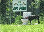 A dog drinking water in the pet area at RIP VAN WINKLE CAMPGROUNDS - thumbnail
