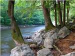 Tree lined bank of the river at MOUNTAINEER CAMPGROUND - thumbnail