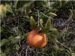 An orange on an orange tree at NAPA VALLEY EXPO RV PARK - thumbnail