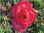 A single large red flower at NAPA VALLEY EXPO RV PARK - thumbnail
