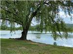 A large tree next to the water at FRIENDSHIP VILLAGE CAMPGROUND & RV PARK - thumbnail