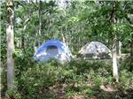 Tents in a wooded campsite at MARTHA'S VINEYARD FAMILY CAMPGROUND - thumbnail