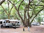 Huge tree towering beside white trailer at JEKYLL ISLAND CAMPGROUND - thumbnail