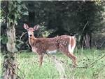 A deer in a grassy area at NATURES CAMPSITES - thumbnail