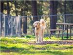 A dog inside of the fenced pet area at MUNDS PARK RV RESORT - thumbnail