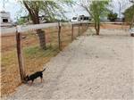 A small dog in the fenced in pet area at VAN HORN RV PARK - thumbnail