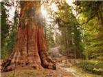 Large redwood trees near SUN & FUN RV PARK - thumbnail