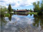 Ducks on the lake at SPRUCE LAKE RV RESORT - thumbnail