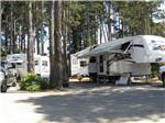 Trailers camping in tall trees at POMO RV PARK & CAMPGROUND - thumbnail