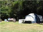 Tent camping on grass at POMO RV PARK & CAMPGROUND - thumbnail
