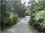 Road leading into campground at POMO RV PARK & CAMPGROUND - thumbnail