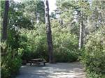 Picnic table among the trees at POMO RV PARK & CAMPGROUND - thumbnail