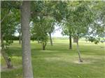 New trees planted throughout grounds at GRAND FORKS CAMPGROUND - thumbnail