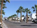 A palm tree lined paved road at the RV sites at 88 SHADES RV PARK - thumbnail