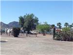 Some of the empty RV sites at 88 SHADES RV PARK - thumbnail